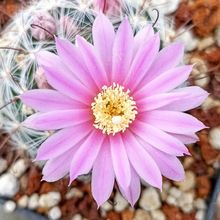 A photo of Mammillaria longiflora subsp. stampferi