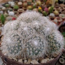 A photo of Mammillaria bocasana ssp. bocasana