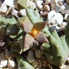 A photo of Piaranthus geminatus var. foetidus