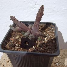 A photo of Huernia x pendurata (HIBRIDO)