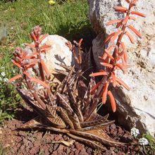 A photo of Aloe variegata