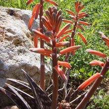 A photo of Aloe variegata