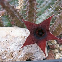 Una foto de Huernia pillansii x Huernia pendula (HIBRIDO)