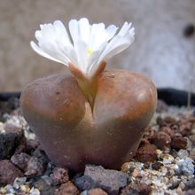 Una foto de Conophytum verrucosum
