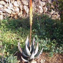Una foto de Aloe petricola
