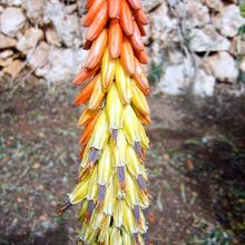 Una foto de Aloe petricola