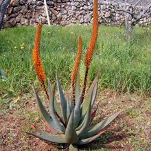 Una foto de Aloe castanea