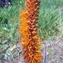 Una foto de Aloe castanea