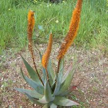 Una foto de Aloe castanea