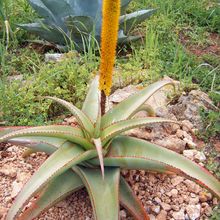 A photo of Aloe alooides