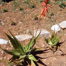 Una foto de Aloe lolwensis