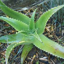 Aloe lolwensis