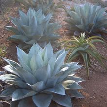 Una foto de Agave ovatifolia