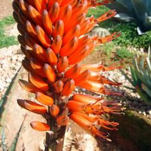 Photo of a cactus currently being identified