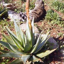 Foto de un cactus que se está identificando actualmente