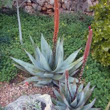 Una foto de Aloe petricola