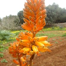 A photo of Aloe kaokoensis
