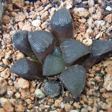 Una foto de Haworthia bayeri