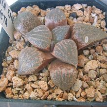 Foto de un cactus que se está identificando actualmente