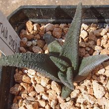 Una foto de Haworthiopsis sordida var. sordida
