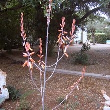 A photo of Aloe lolwensis
