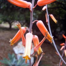 A photo of Aloe lolwensis