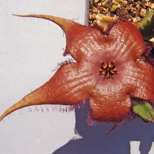 Una foto de Stapelia schinzii var. angolensis