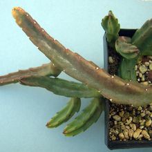 Una foto de Stapelia schinzii var. angolensis
