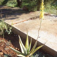Foto de un cactus que se está identificando actualmente