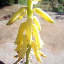 Foto de un cactus que se está identificando actualmente