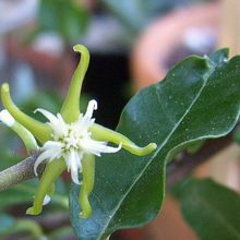 A photo of Fockea edulis