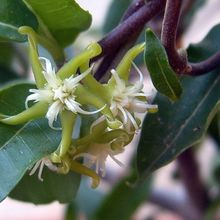 A photo of Fockea edulis
