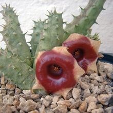 A photo of Huernia somalica  