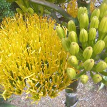 Foto de un cactus que se está identificando actualmente