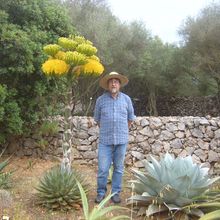 Foto de un cactus que se está identificando actualmente