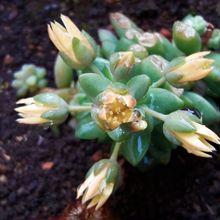 Foto de un cactus que se está identificando actualmente