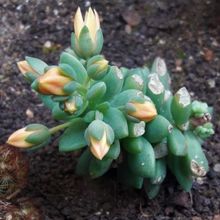 Foto de un cactus que se está identificando actualmente