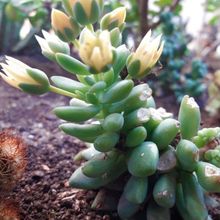 Foto de un cactus que se está identificando actualmente