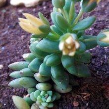 Foto de un cactus que se está identificando actualmente