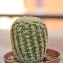 Una foto de Echinocereus pectinatus
