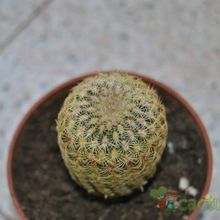Una foto de Echinocereus pectinatus