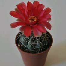 Una foto de Gymnocalycium baldianum