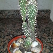 A photo of Cylindropuntia fulgida