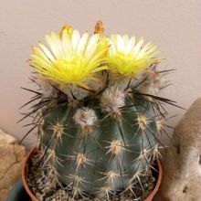 A photo of Eriosyce islayensis