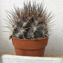 A photo of Eriosyce taltalensis ssp. taltalensis