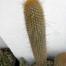 Una foto de Weberbauerocereus churinensis