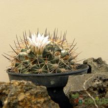 Una foto de Mammillaria melanocentra