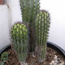 A photo of Stenocereus thurberi subsp. thurberi
