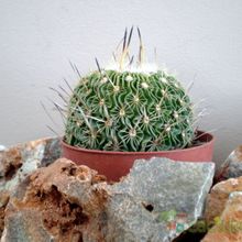 Una foto de Stenocactus crispatus