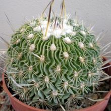 Una foto de Stenocactus crispatus